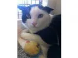 Adopt Harley a Domestic Short Hair-black and white