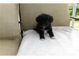 8-12 lb Aussiedoodle(health genetic tested)