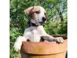 Adopt PUPPY CECIL a Australian Cattle Dog  Mixed dog in Franklin