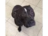 Adopt Kansas a Black - with White Terrier (Unknown Type Medium) 