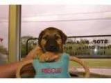Adopt Matty a Australian Shepherd German Shepherd Dog