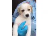 Adopt Magnolia a Jack Russell Terrier  Mixed dog in Pleasanton C