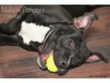 Adopt Malachi a Black - with White American Staffordshire Terrie