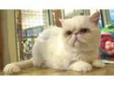 Adopt Snowdrop a White Exotic (long coat) cat in Davis CA (15382
