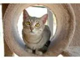 Adopt Holly a Gray Blue or Silver Tabby Domestic Shorthair (shor
