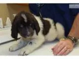 TandC Beautiful Landseer F5 in Northeast Ind