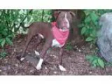 Adopt Hershey a Pit Bull Terrier