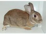 Adopt Jack a Bunny Rabbit