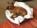 Adopt Pia a RedGoldenOrangeCh estnut Miniature Pinscher  Mixed d