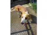 Adopt Jack a White - with Tan Yellow or Fawn Treeing Walker Coon