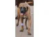 Adopt Gillian a Mastiff