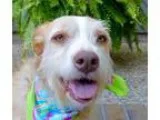 Adopt Jay a Brindle - with White Catahoula Leopard Dog  Terrier 