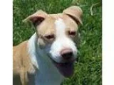 Adopt C3PO (ECAS Kennel C3) a Pit Bull Terrier  Mixed dog in Ple