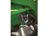 Adopt Thurston Howell III a American Shorthair  Mixed (short coa