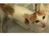 Adopt Tony a Orange or Red Tabby Domestic Shorthair (short coat)