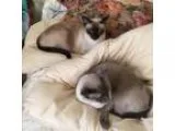 Adopt Lola and Spike a Gray or Blue Siamese (short coat) cat in 
