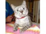 Adopt KITTENS and mthsClicPics a Domestic Shorthair Mixed c