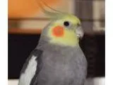Adopt Timmy a Gray Cockatiel bird in Tampa FL (15220830)