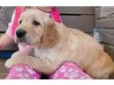 Jikooaoe Golden Retriever Puppies Ready To Go