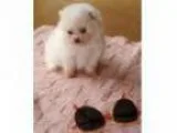 Lovely tiny teacup pom puppies for sale