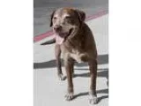 Adopt Oscar a Chocolate Labrador Retriever