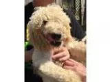 Adopt Bender a Poodle