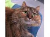 Adopt LUCYKINS - THE LAP CAT a Domestic Long Hair