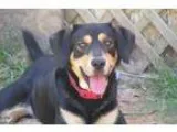 Adopt Apollo a Black - with Tan Yellow or Fawn Rottweiler  Sheph