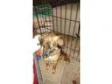 Adopt Nina a RedGoldenOrangeCh estnut - with Black Sheltie