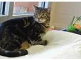 Adopt Smithers a Brown Tabby Domestic Shorthair  Mixed (short co