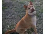 Adopt Chub Chub a TanYellowFawn Chow Chow  Jindo  Mixed dog in B