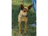 Adopt Bingo a Australian Cattle Dog (Blue Heeler)
