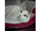 Adopt Boo - at PetSmart a Domestic Short Hair - orange and white