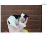 Rio Male CKC Malshipoo W  Docked Tail