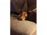 Adopt REESE a Dachshund Jack Russell Terrier