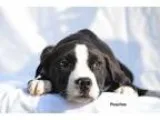 Adopt Peaches a BrownChocolate - with White Pit Bull Terrier  Ho