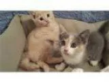 Adopt Dasani a Domestic Shorthair Mixed cat in Nashville TN (