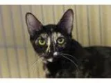 Adopt SPLASH a All Black Domestic Shorthair  Mixed cat in Kyle T