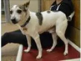 Adopt Jasper a Jack Russell Terrier