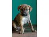 Adopt Sam a Brindle German Shepherd Dog  Mixed dog in Waldorf MD