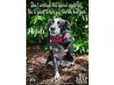 Adopt Heidi a Black - with White Border Collie  Mixed dog in New