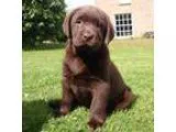 Lbbaue Chocolate Labrador Retriever Pups Ready Now