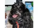 Adopt Kipper a Black Shih Tzu  Mixed dog in Spokane WA (15439489