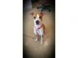 Adopt Sadie a White - with Red Golden Orange or Chestnut Hound (