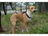 Adopt Annabella a TanYellowFawn - with White Whippet  Mixed dog 