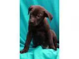 Adopt Ford a Black Labrador Retriever  Mixed dog in Waldorf MD (