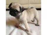 yj2hf putty trained male and female pug babies