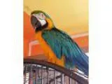 Adopt Bogey a Blue Macaw bird in Tampa FL (15435210)