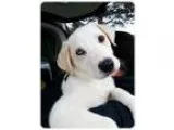 Adopt Orange a Labrador Retriever Great Pyrenees
