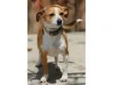Adopt Bakari and Paisley a Boxer